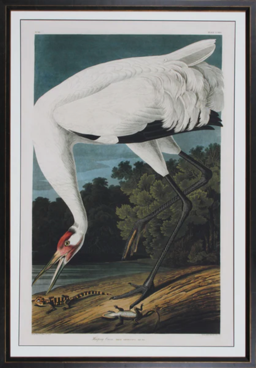 Hooping Crane Audubon