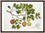 Wall Decor  Wall Art  Wall  Prints  Print  Nature  Framed  Botanicals  Botanical  Art