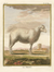 Comte De Buffon Lamb Print
