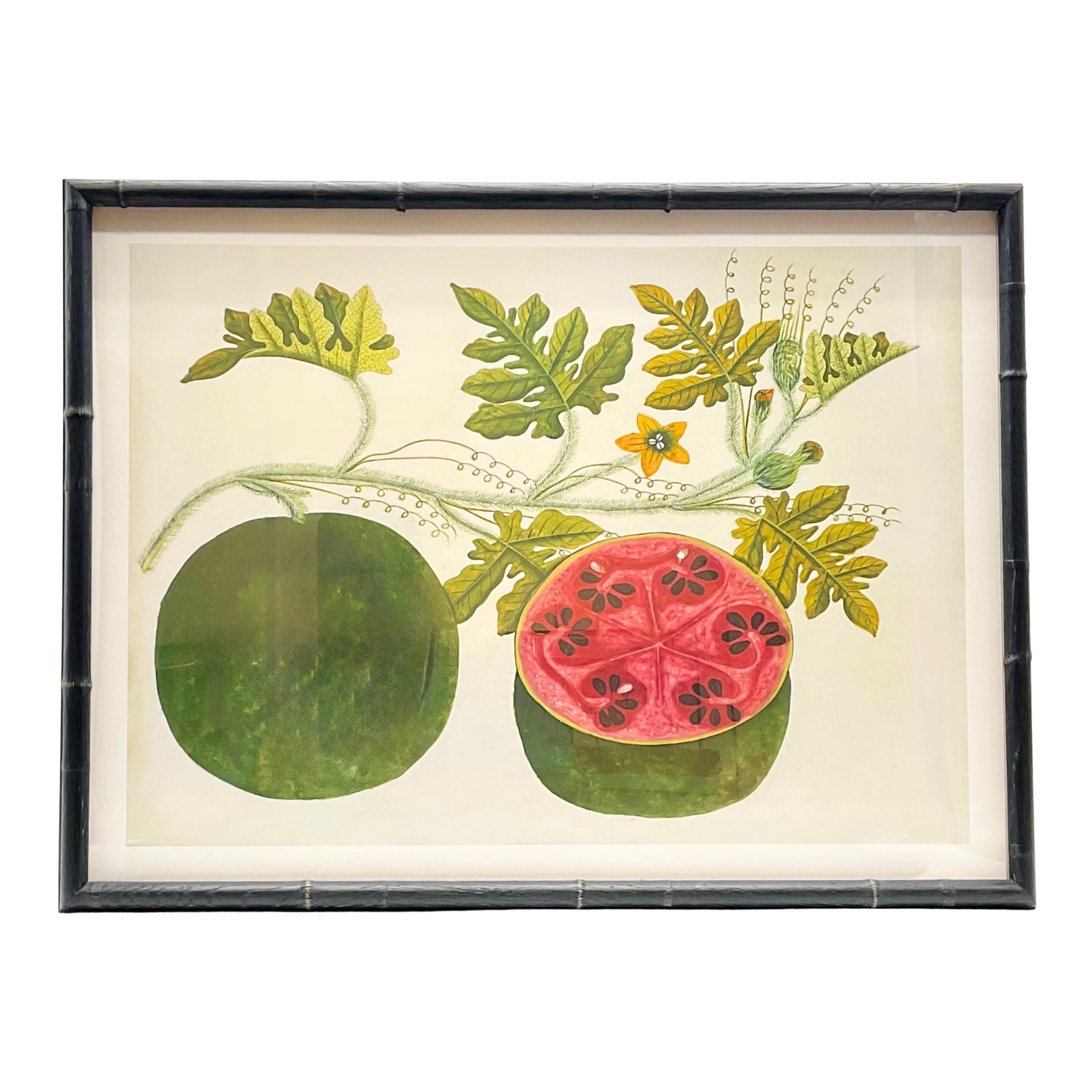 Anglo Indian Botanicals - A