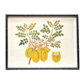Anglo Indian Botanicals - C