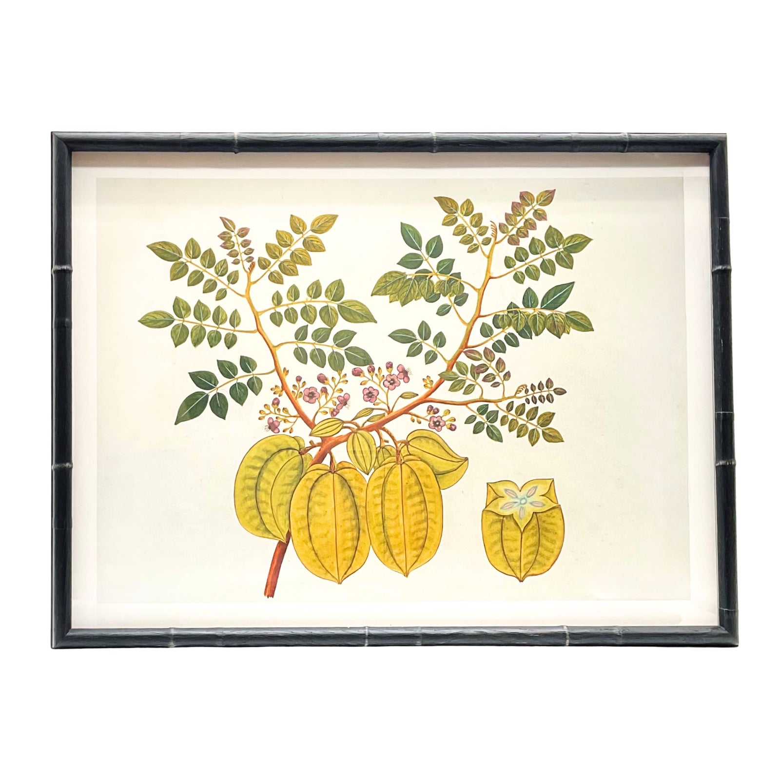 Anglo Indian Botanicals - C