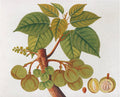 Anglo Indian Botanicals - B