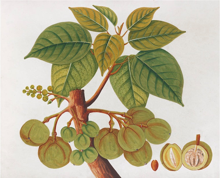 Anglo Indian Botanicals - B