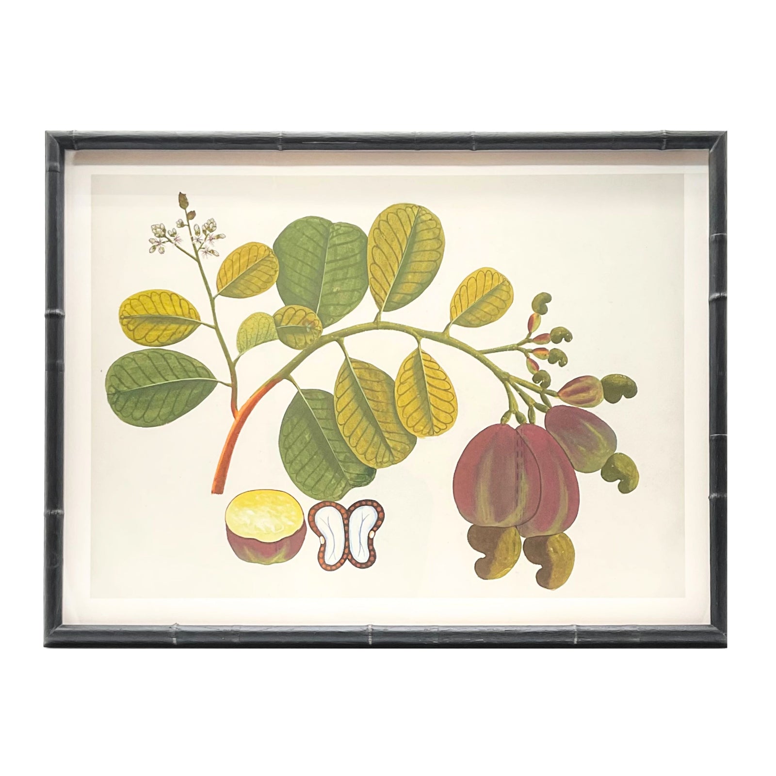 Anglo Indian Botanicals - D