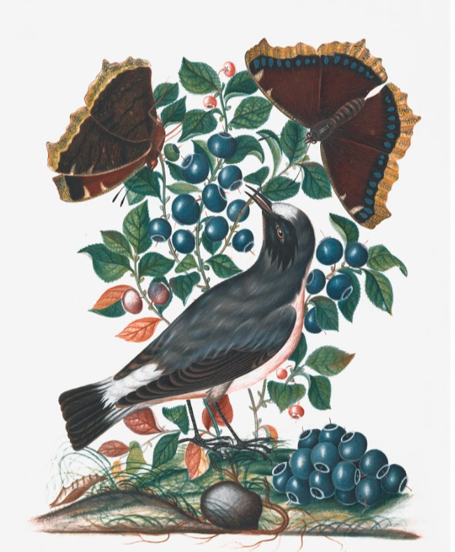 Bird With Blueberries