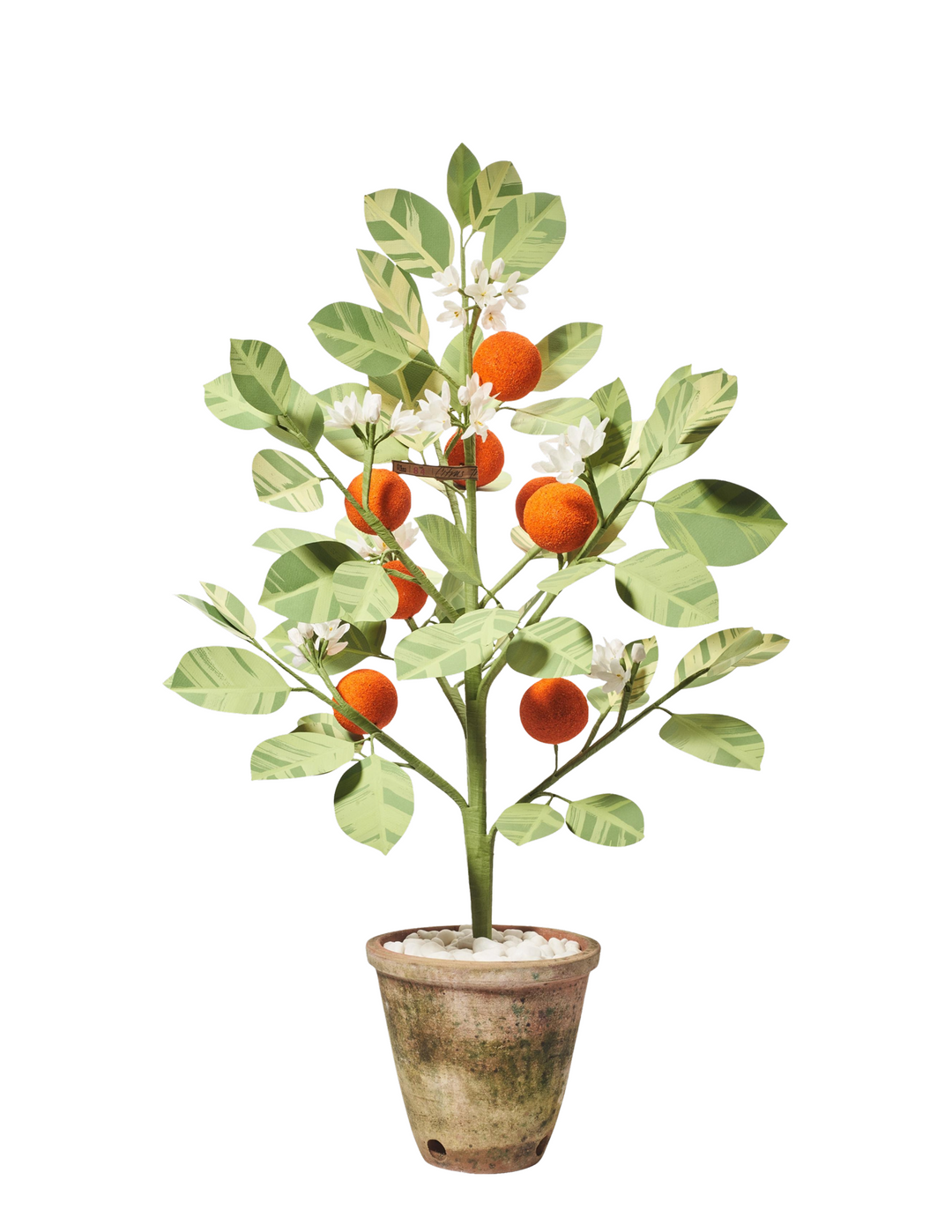 Orange Citrus Tree