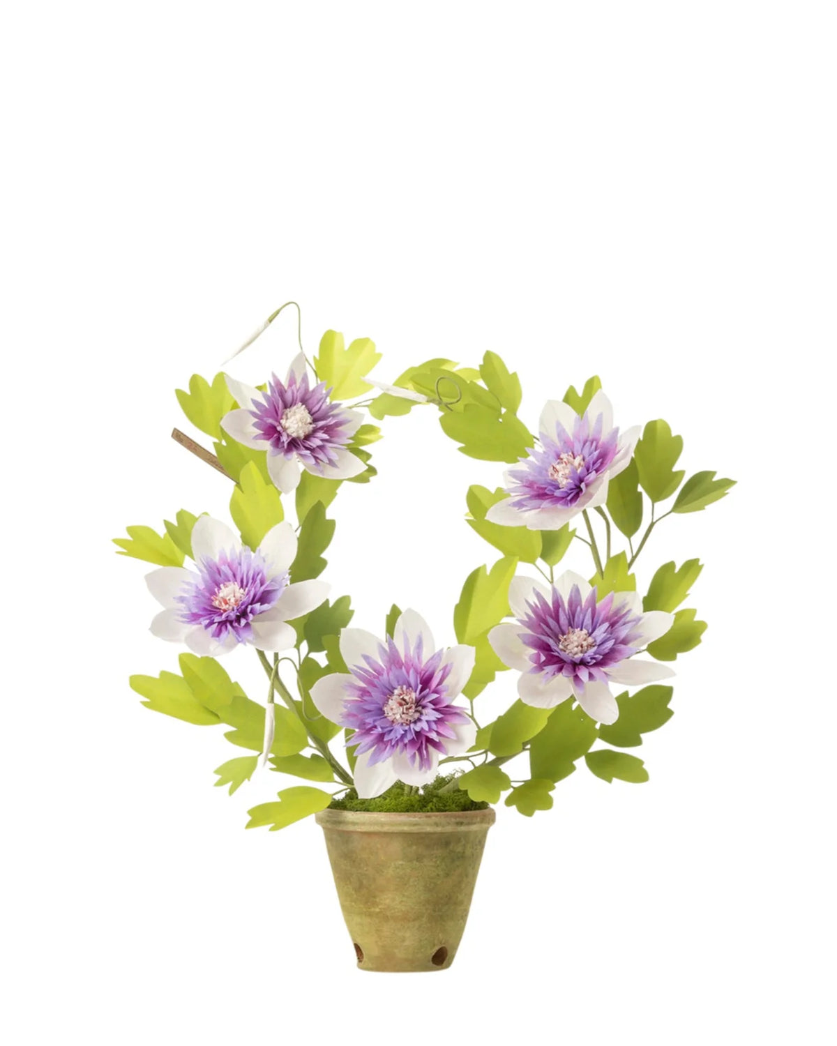 Clematis Florida Plant