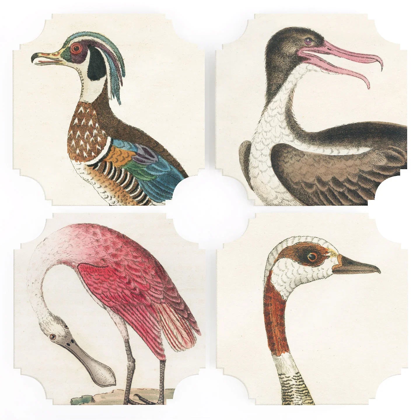 19th c. Bird Prints Acrylic Coasters