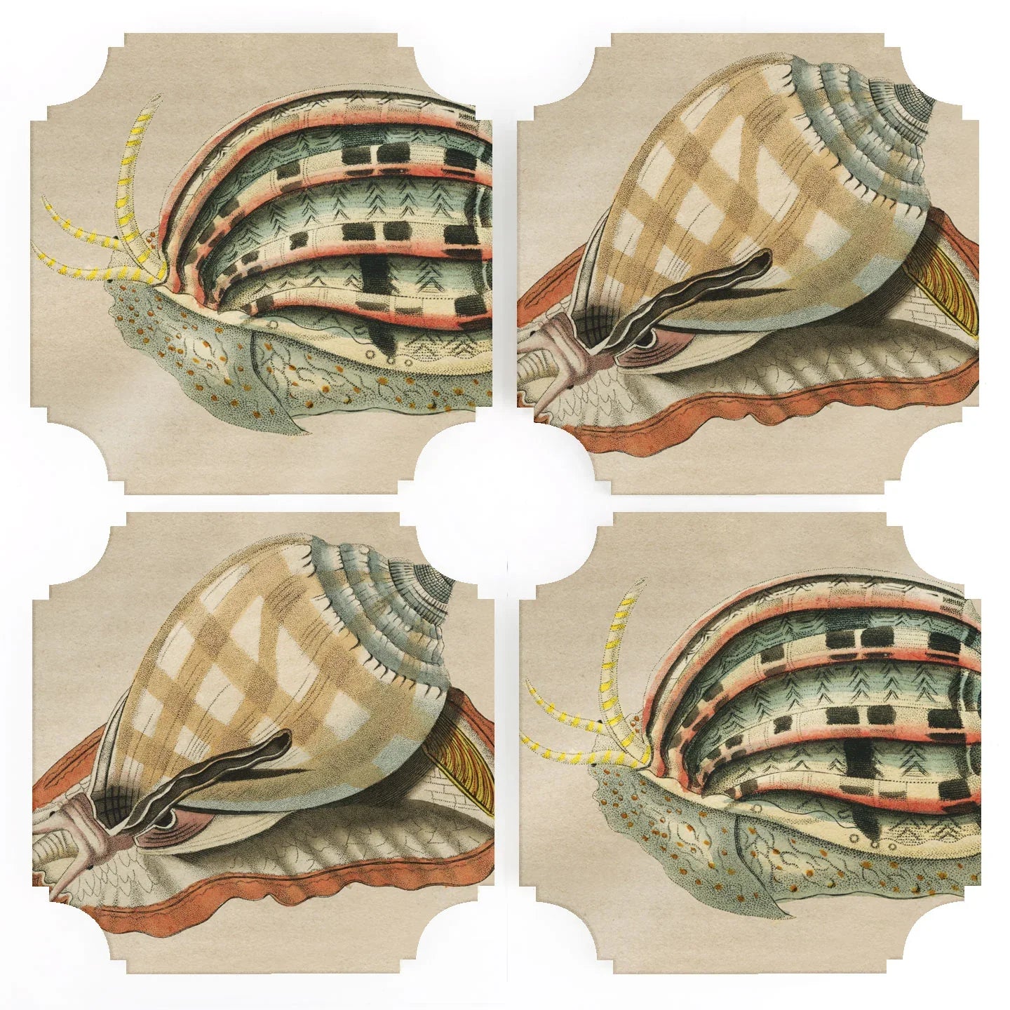 Decorative Snails Acrylic Coasters