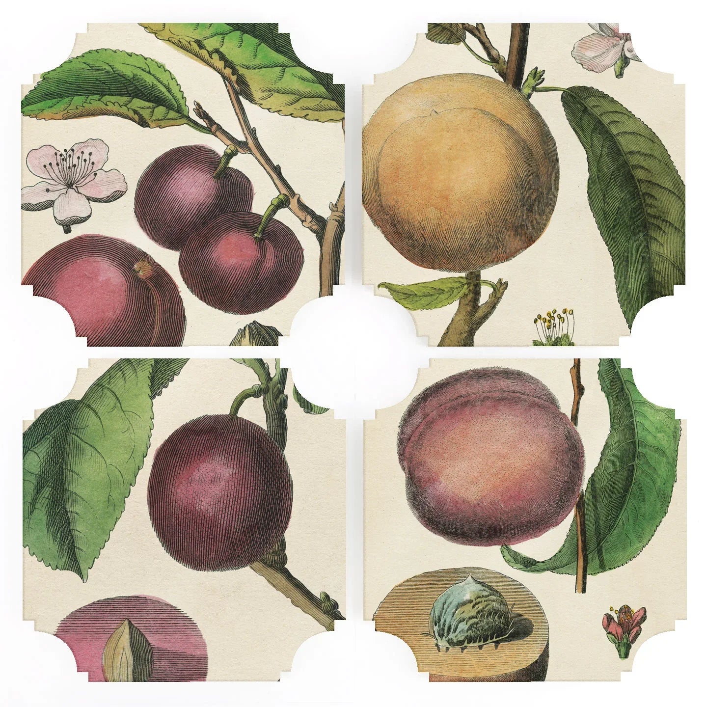 Fruit Prints Acrylic Coasters