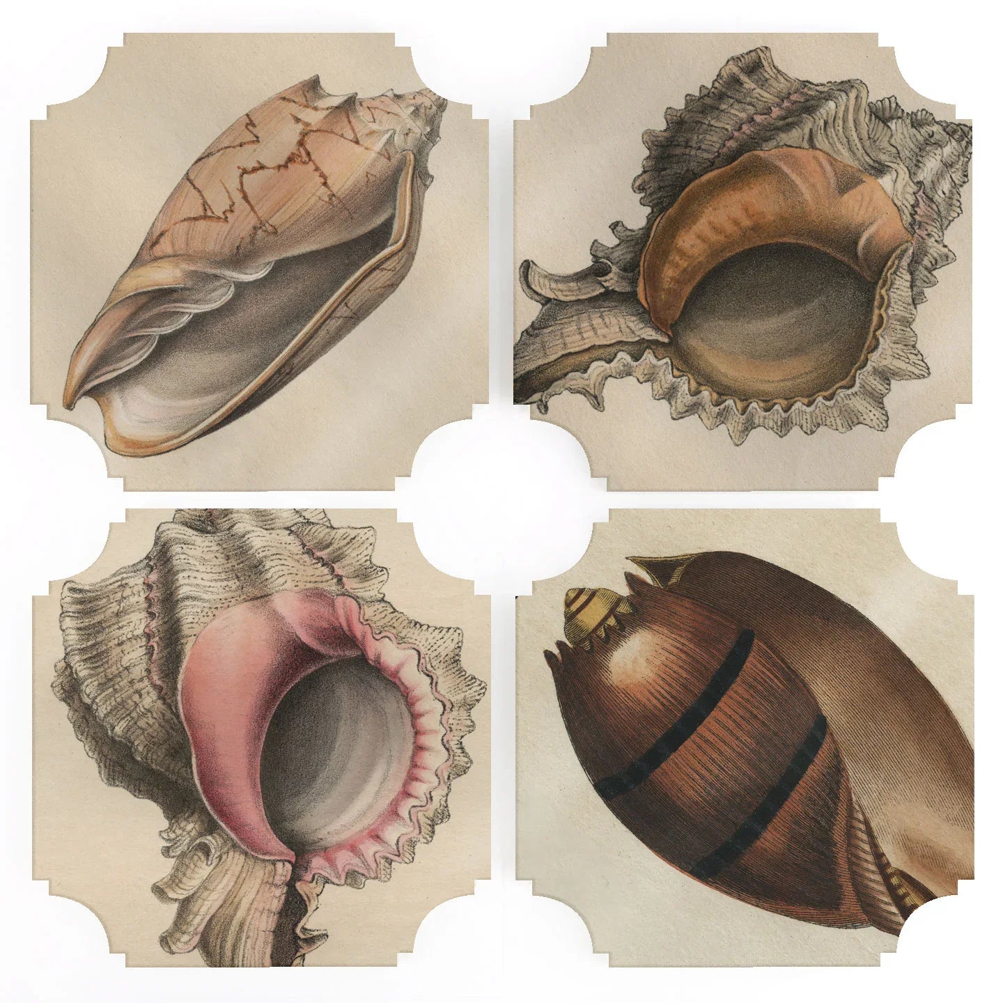 19th c. Shell Engravings Acrylic Coasters