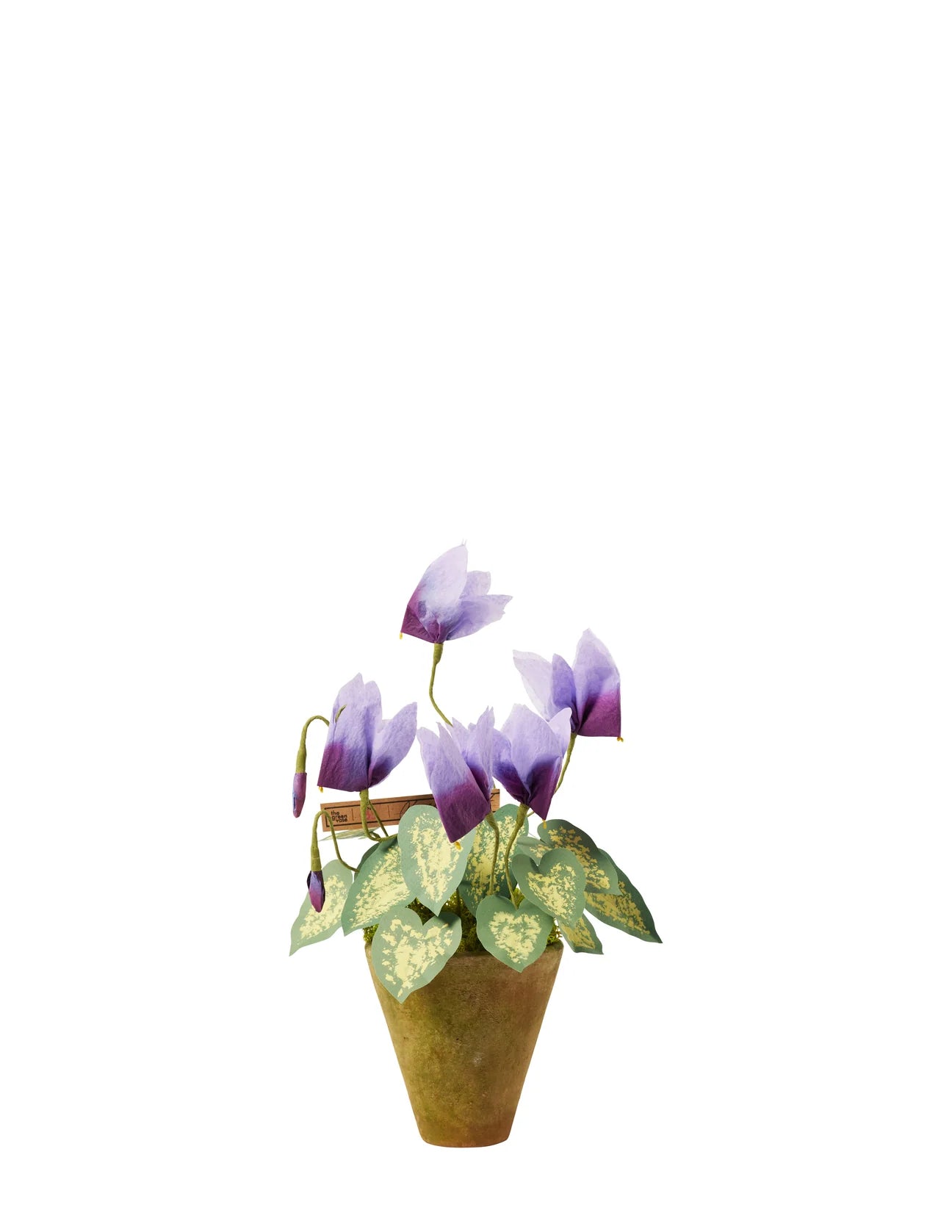 Cyclamen Plant