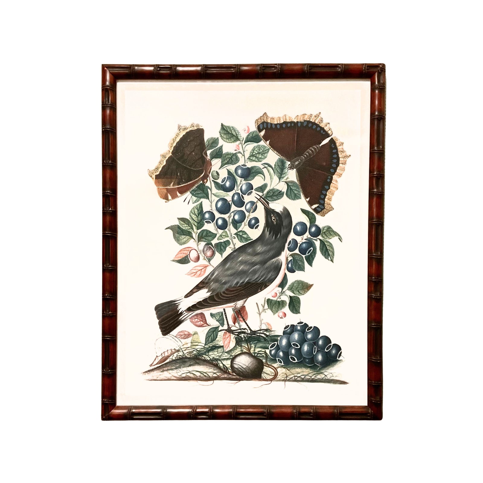 English Specimens - B