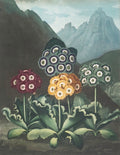 Flora Garden - A