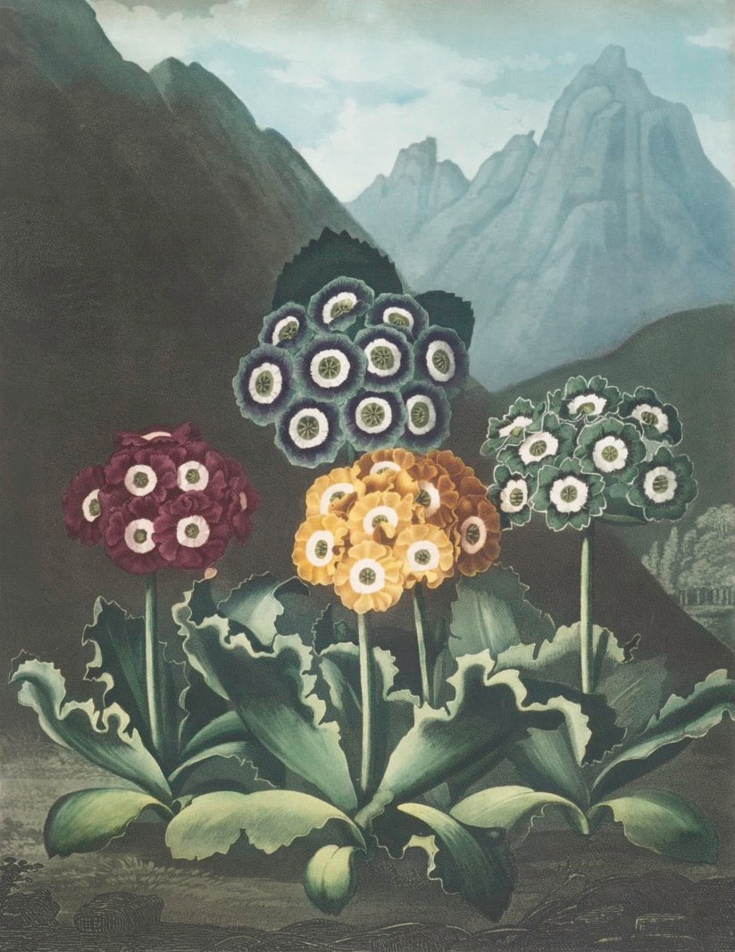 Flora Garden - A