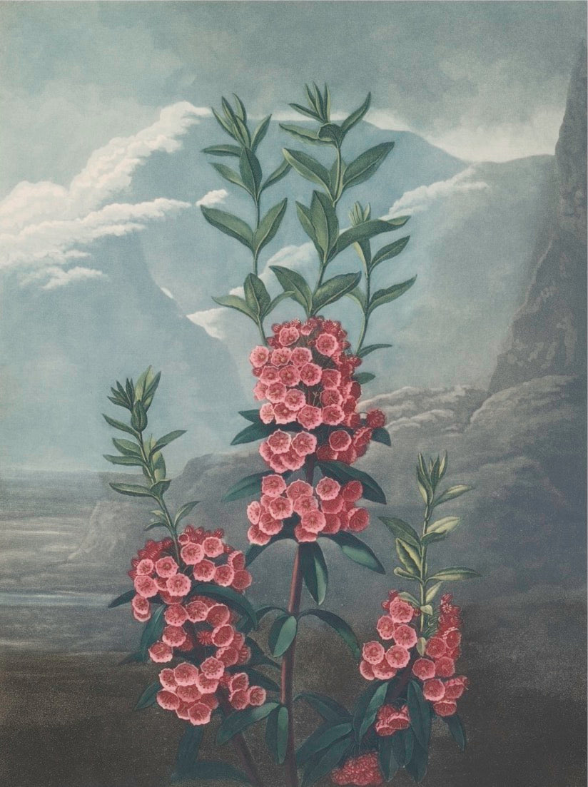 Flora Garden - B