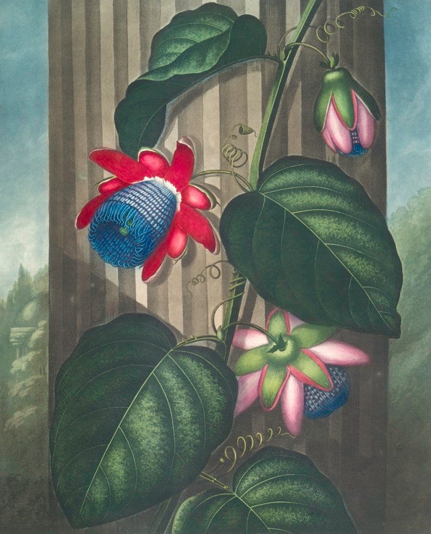 Flora Garden - D
