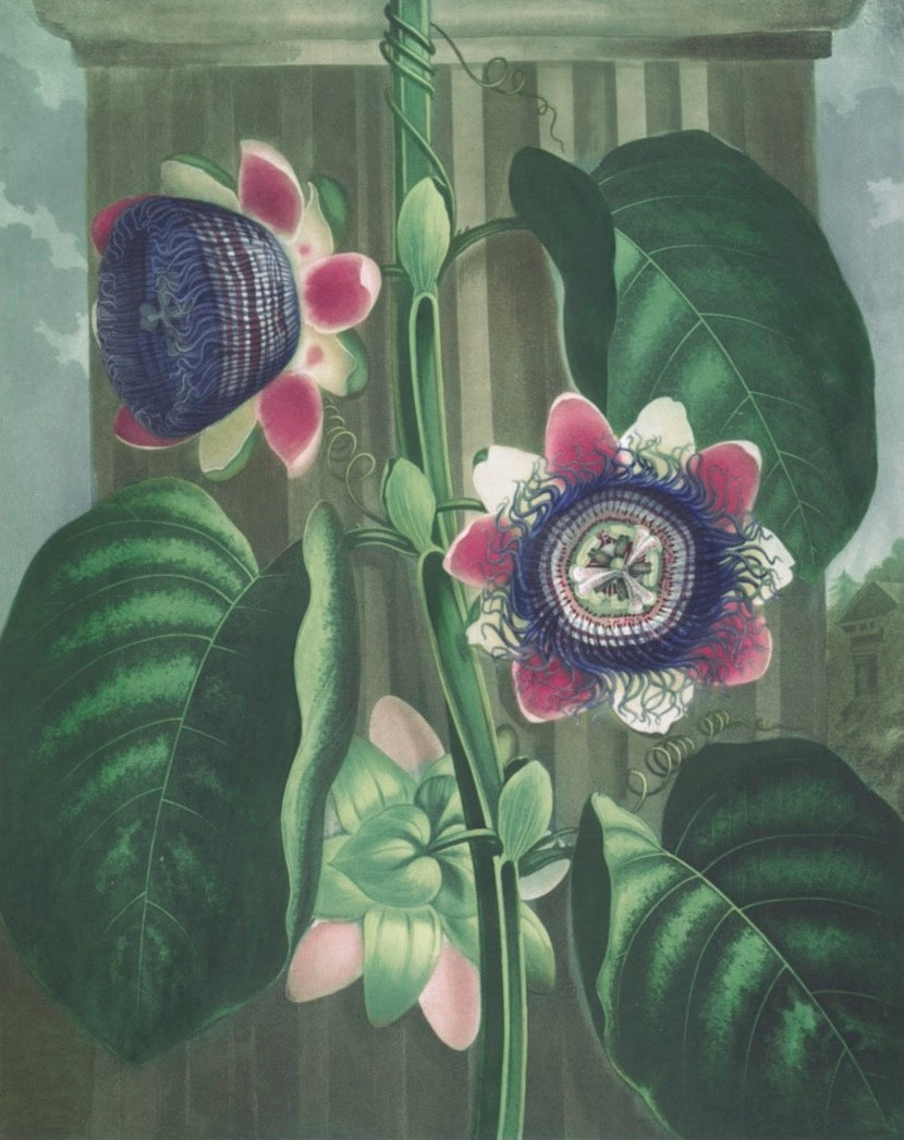 Flora Garden - C