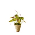 Clover Plant