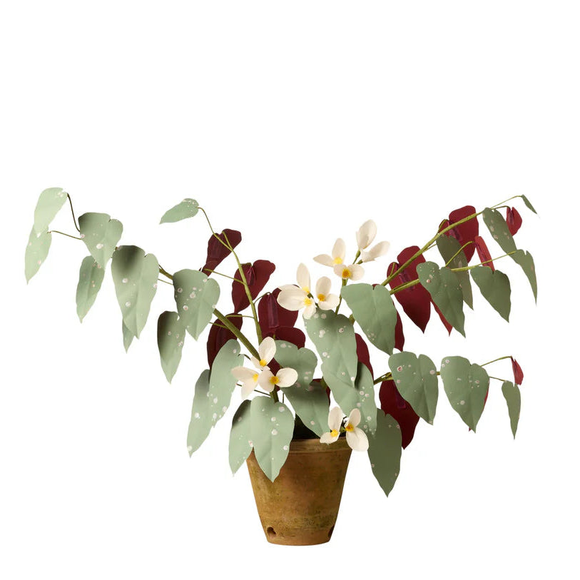 Rex Begonia Plant
