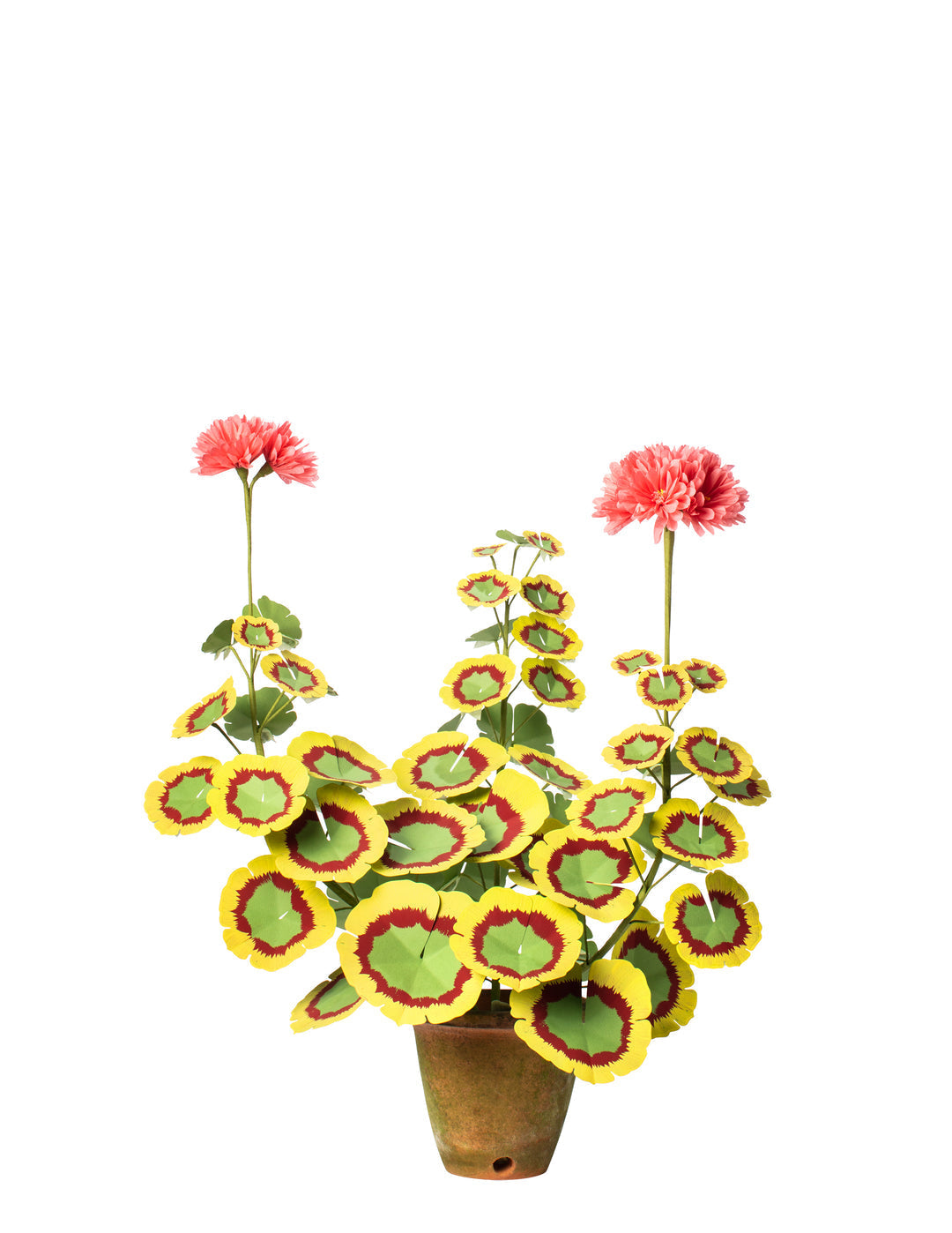 Sunset Orange Geranium Plant