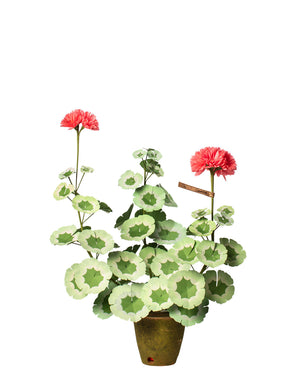 Salmon Geranium Plant