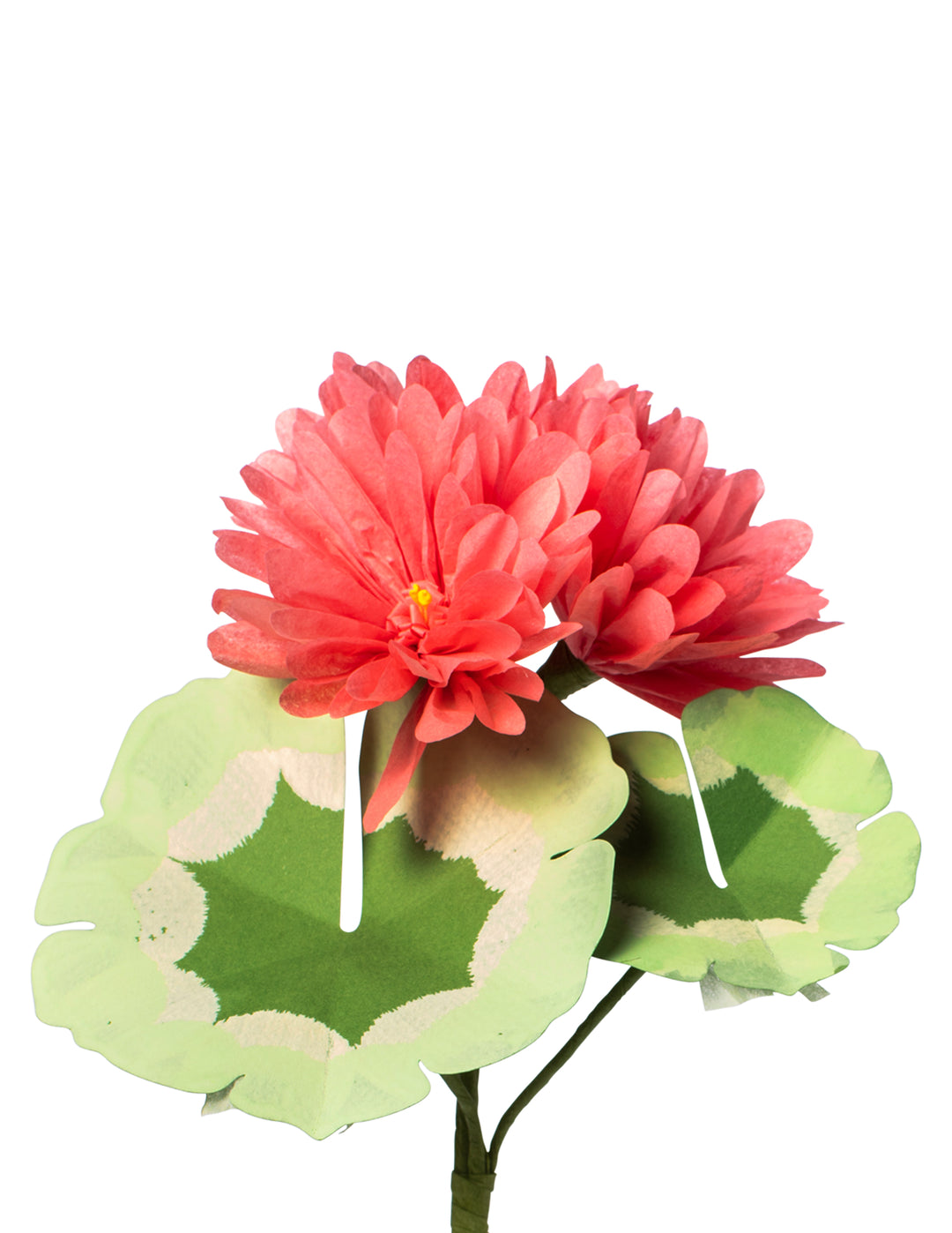 Salmon Geranium Plant