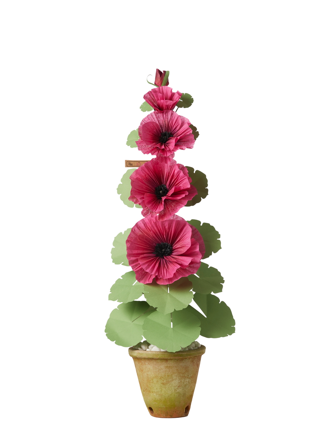 Hollyhock Plant