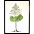 East Indian Flora - A