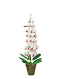 Foxglove Plant