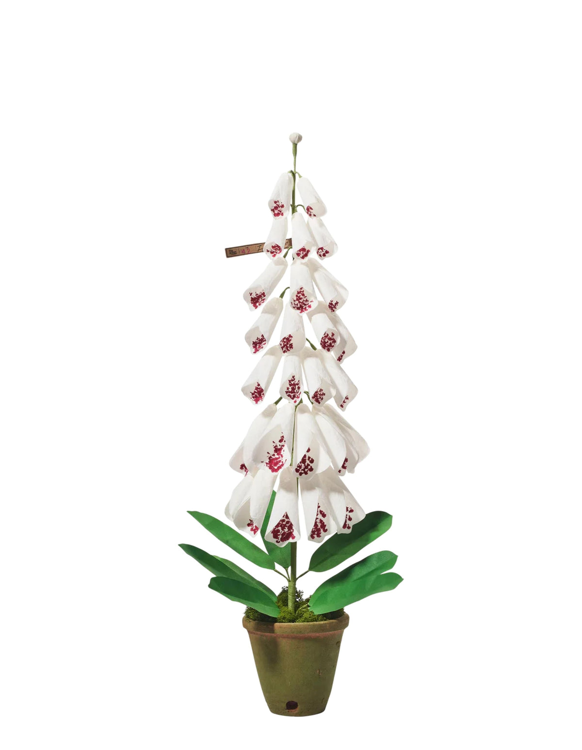 Foxglove Plant