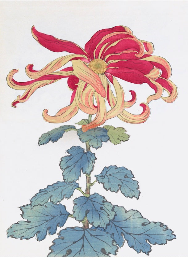 Chrysanthemums - C