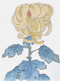 Chrysanthemums - B