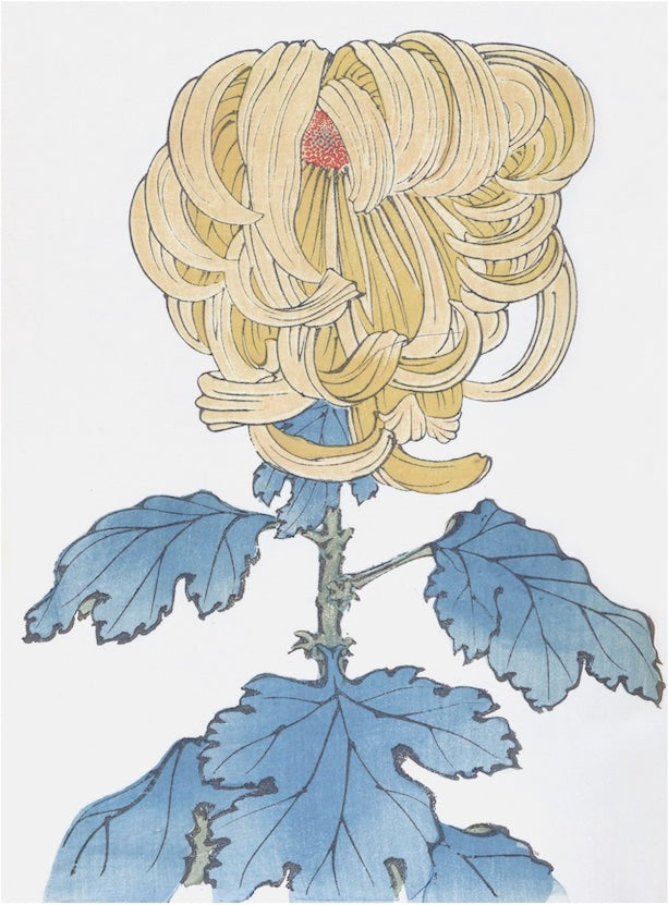 Chrysanthemums - B