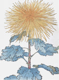 Chrysanthemums - A