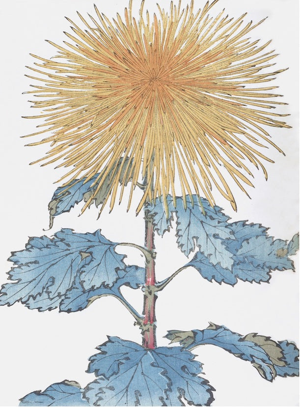 Chrysanthemums - A