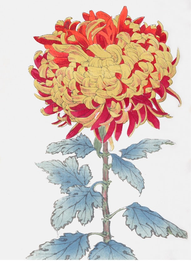 Chrysanthemums - D