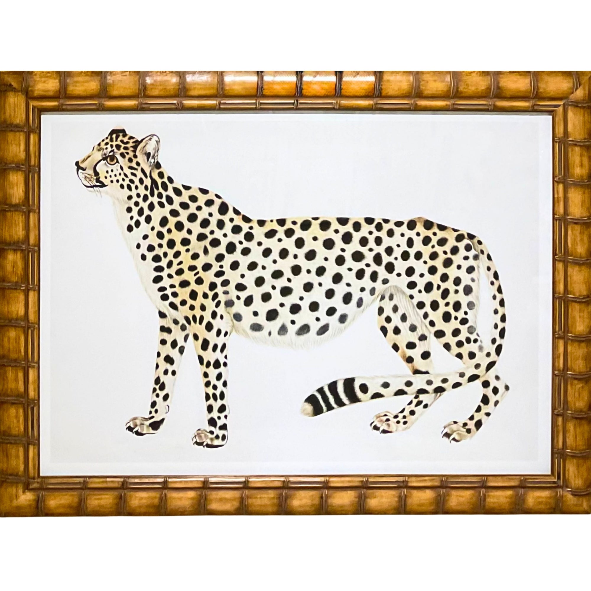 Cheetah - A
