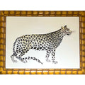 Cheetah - B