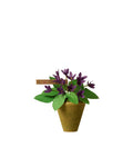 Violet Plant