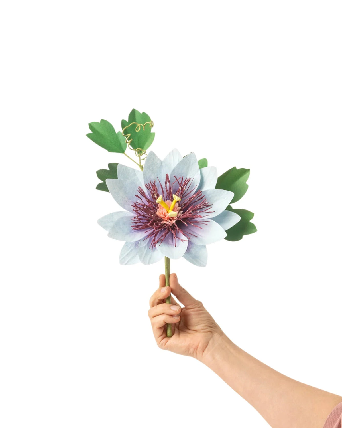 Blue Passion Flower Stem