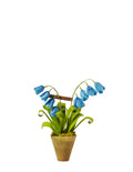 Mini Blue Bell Plant