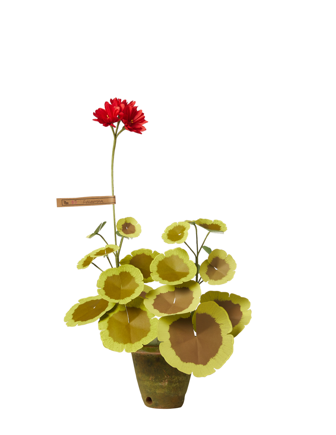 Mini Two-Toned Geranium Plant