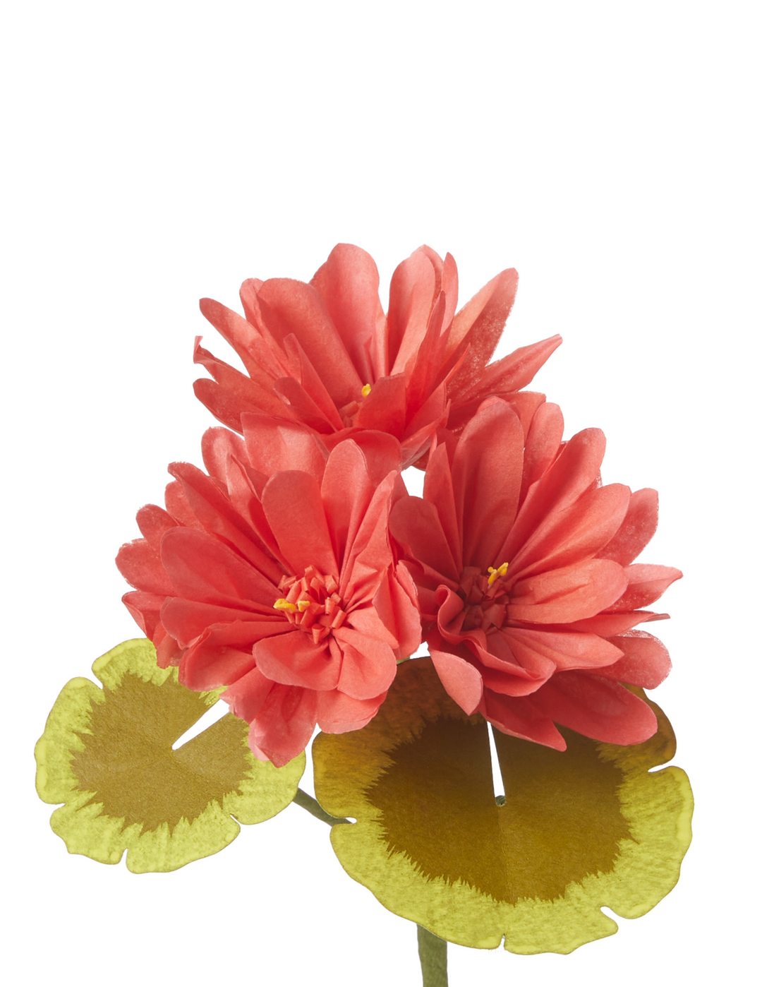 Mini Two-Toned Geranium Plant