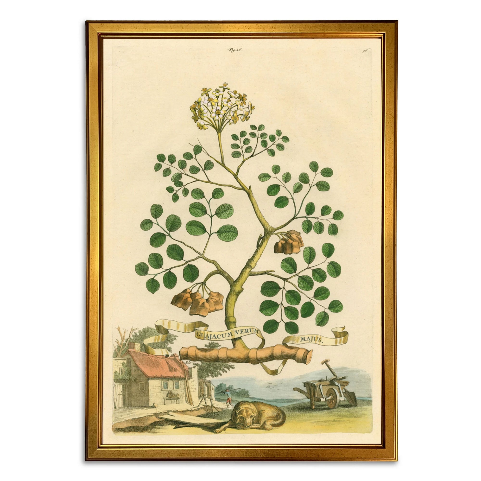 Abraham Munting Prints