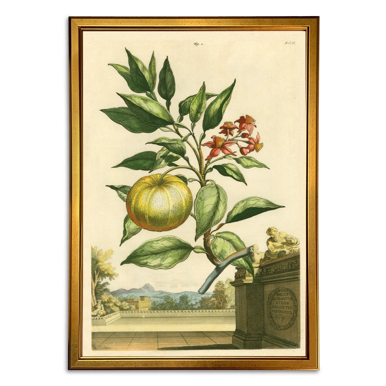 Abraham Munting Prints