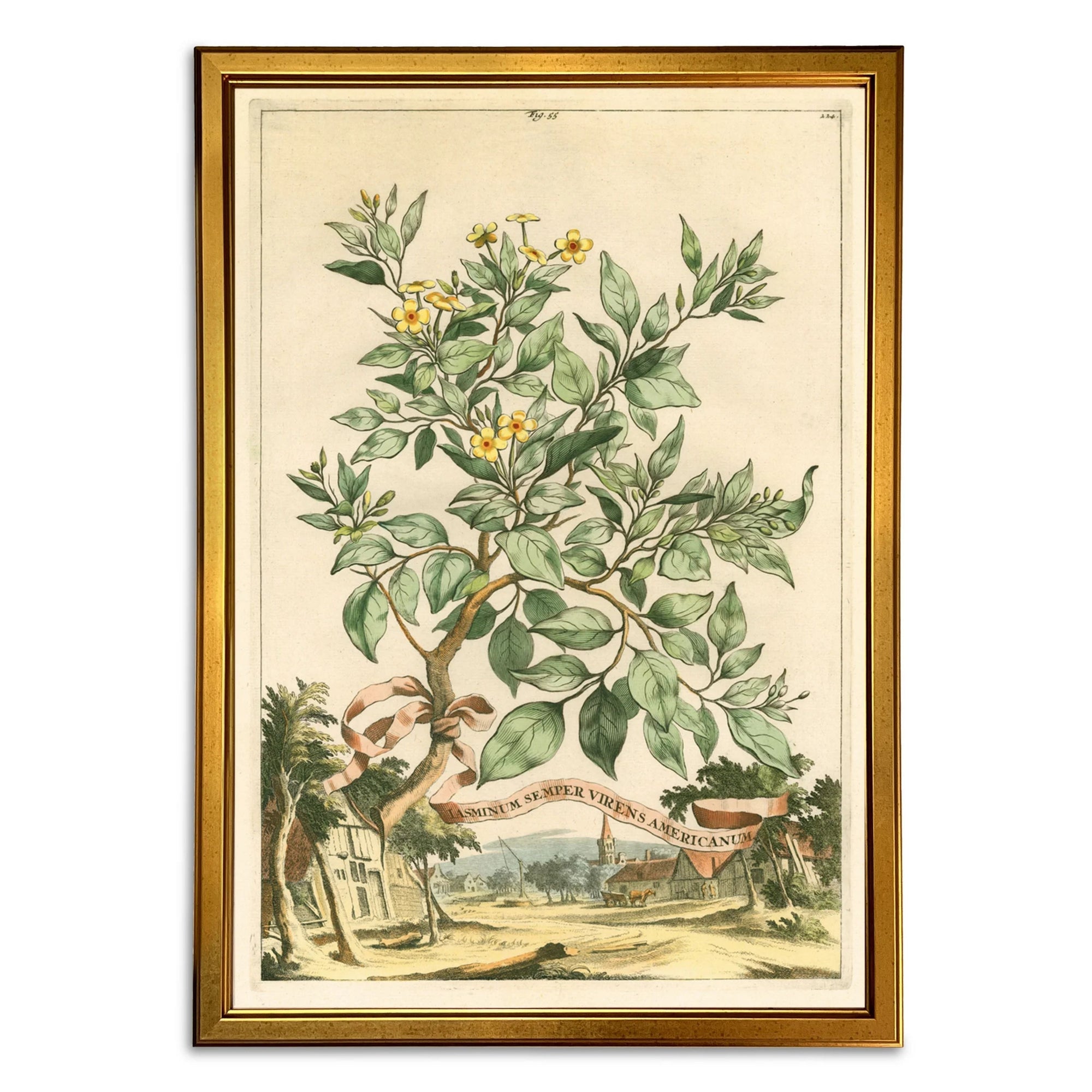 Abraham Munting Prints