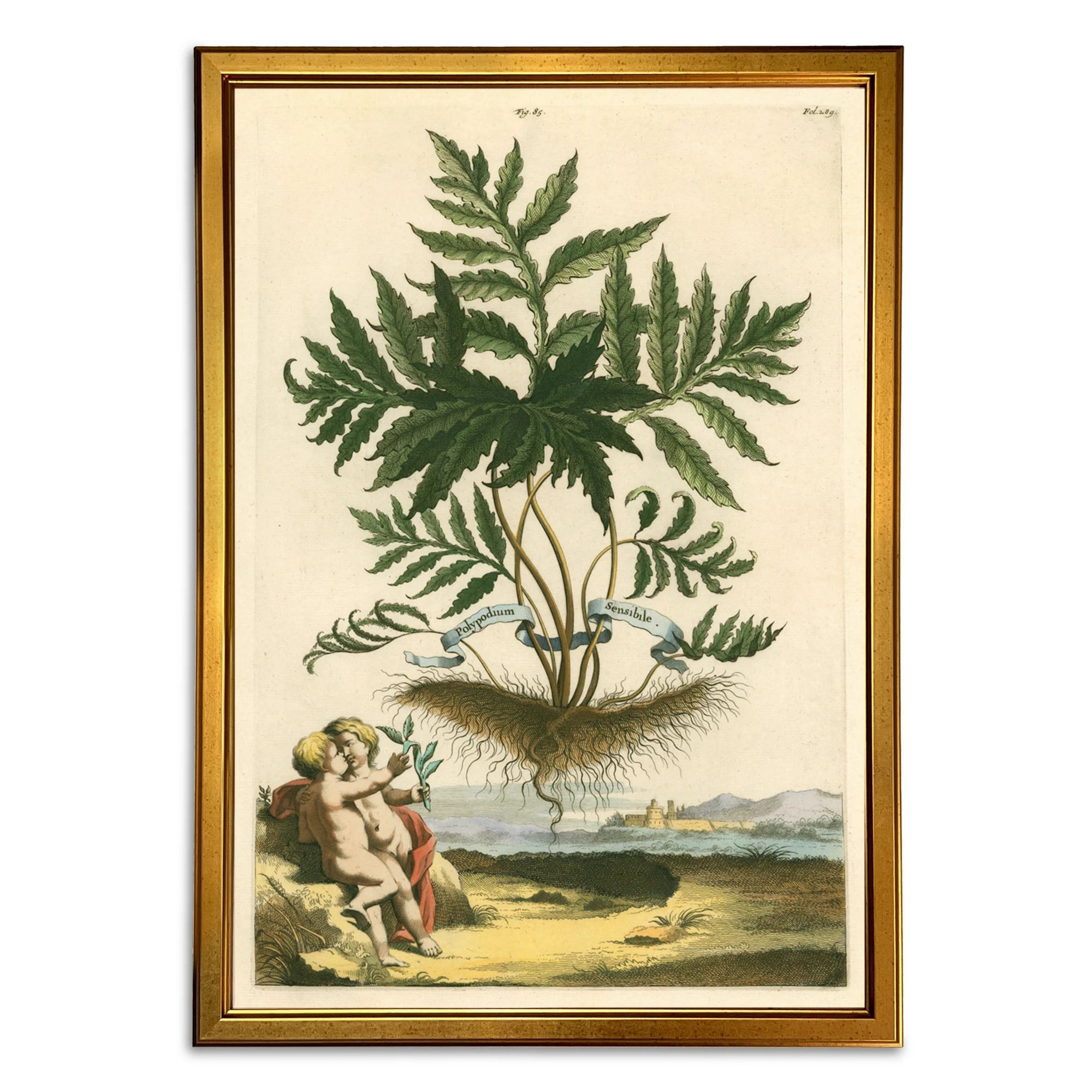 Abraham Munting Prints