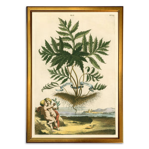 Abraham Munting Prints